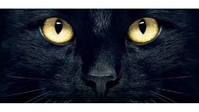 Demain les chats 2