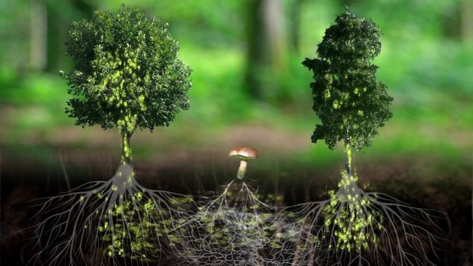 lintelligence des arbres