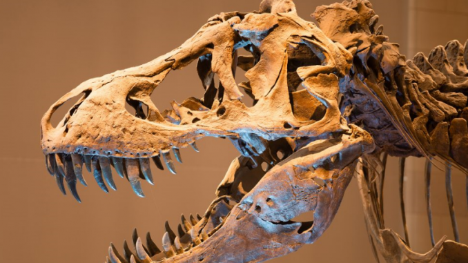 Photographie du squelette d'un dinosaure, muséum des sciences naturelles de Bruxelles