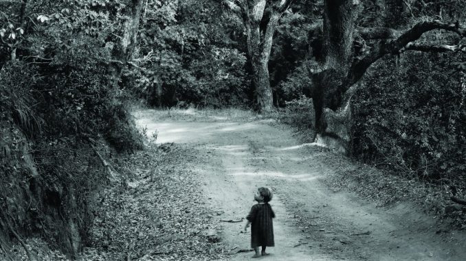 la memoire des arbres