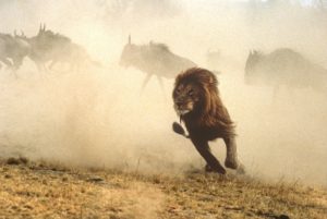 Lions à la chasse aux gnous, Réserve nationale du Maasaï Mara, Kenya © Y.Arthus-Bertrand