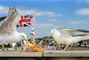 Dorset, England, GB, 1996 © Martin Parr/Magnum Photos