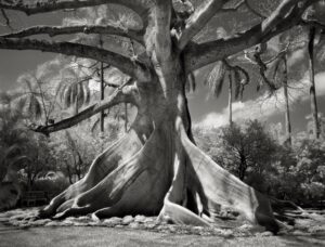 Beth Moon, Kapok. Palm Beach. Floride de la série Portraits of Time, 2004 © Beth Moon