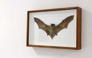 Batmanbat, Pascal Bernier.jpg © THANKSGalerie